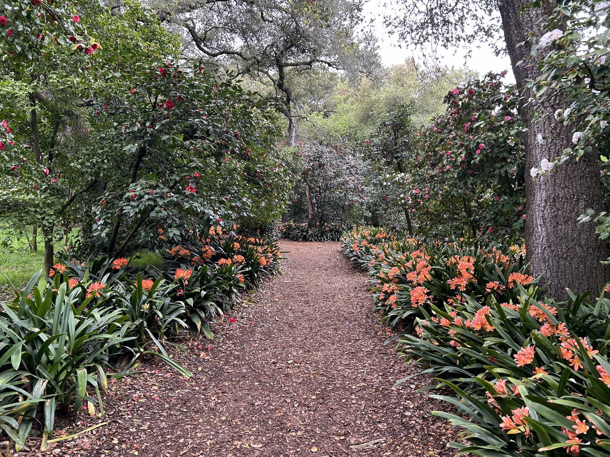 Descanso Gardens: Ninety Minutes of Tranquility at the Edge of Los Angeles